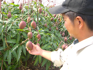 マンゴーを栽培されている浜田さん