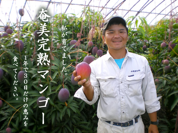 浜田さんが育てた奄美完熟アップルマンゴー
